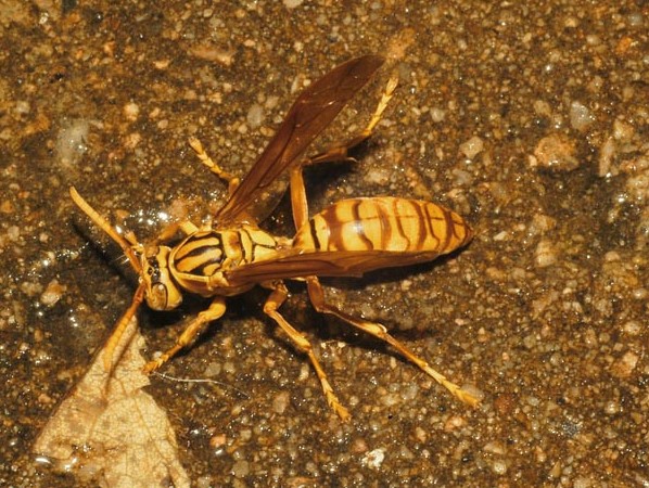 Polistes olivaceus